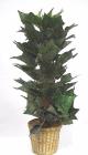 English Ivy on pole